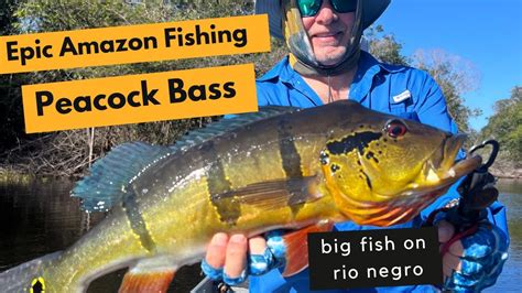 peacock bass fish|Epic Peacock Bass Action with Back.